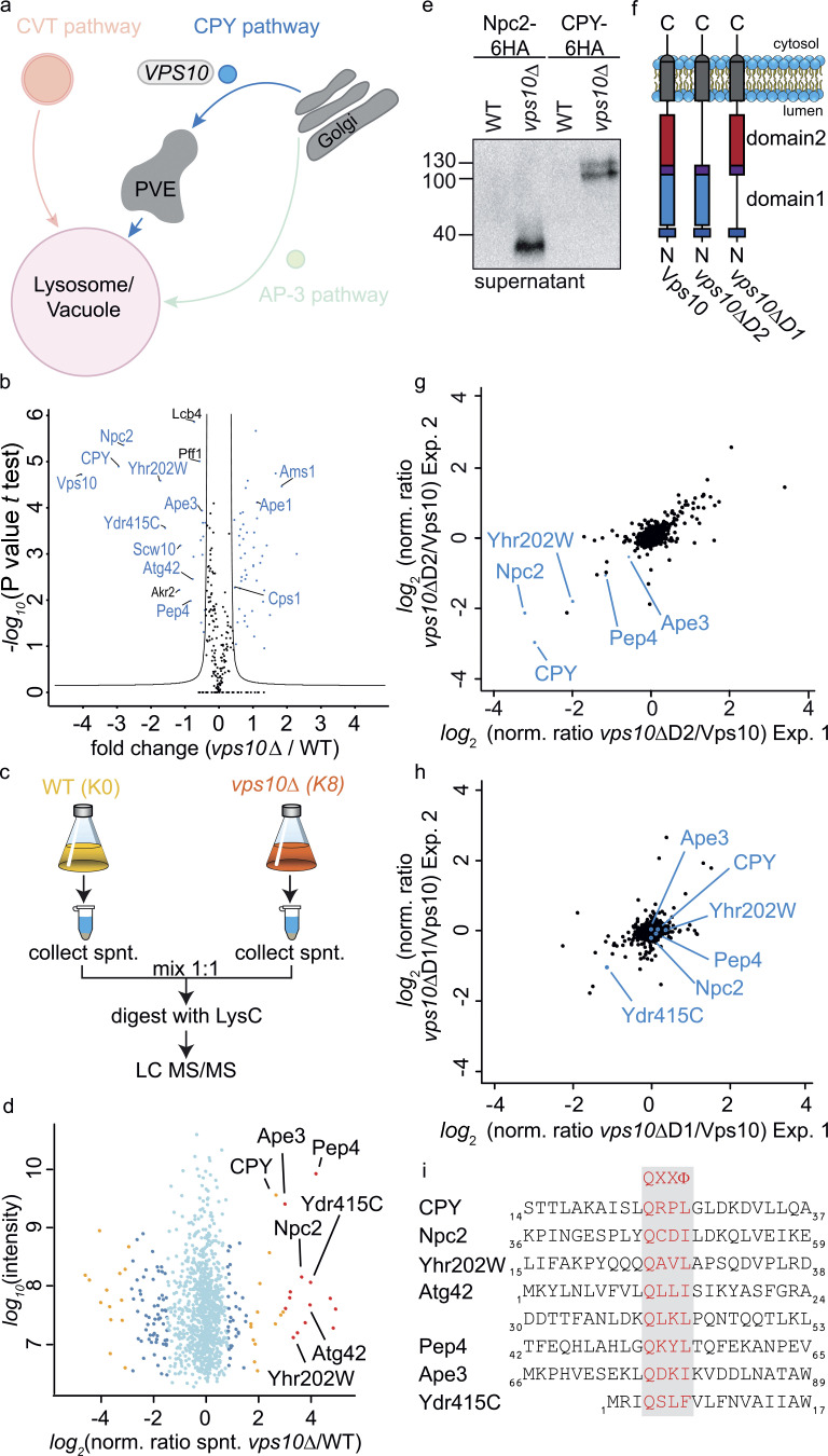 A lysosomal biogenesis map reveals the cargo spectrum of yeast vacuolar protein targeting pathways.