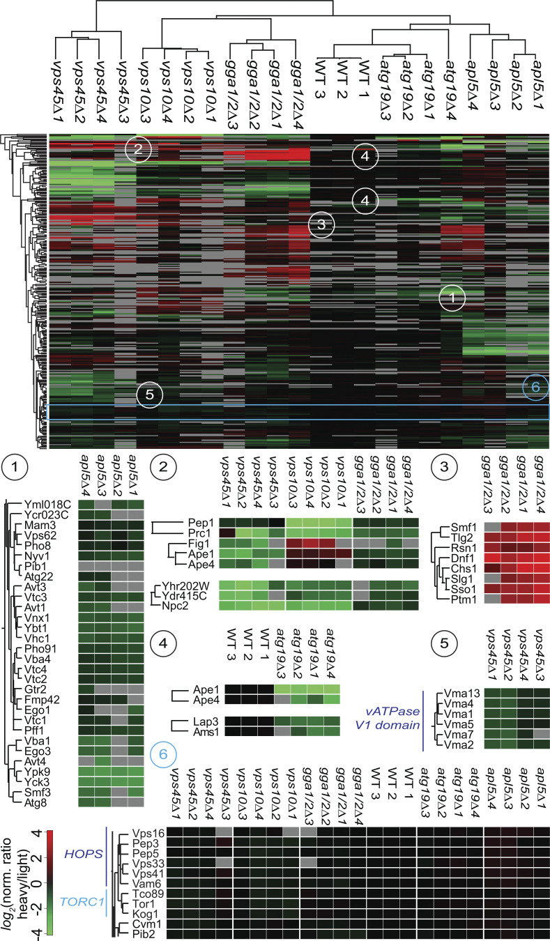 A lysosomal biogenesis map reveals the cargo spectrum of yeast vacuolar protein targeting pathways.