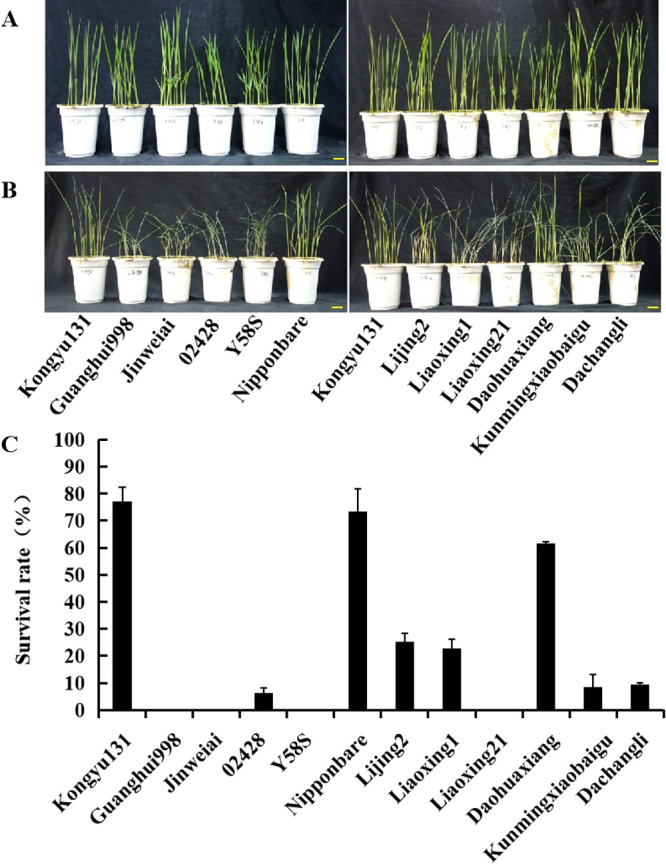 ITRAQ-based quantitative proteomic analysis of <i>japonica</i> rice seedling during cold stress.