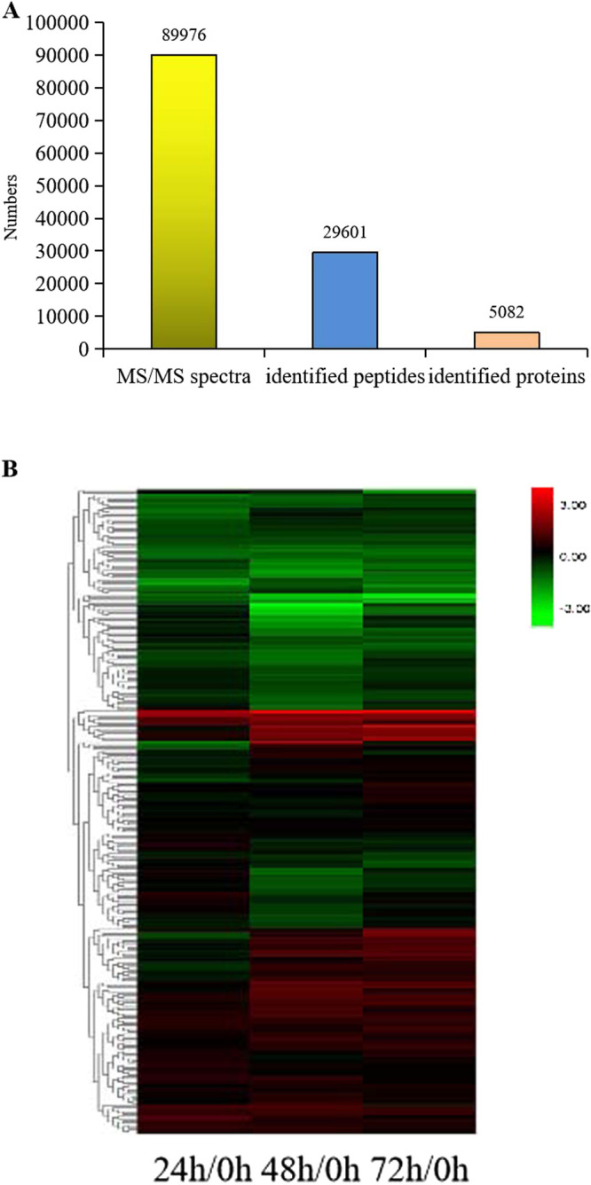 ITRAQ-based quantitative proteomic analysis of <i>japonica</i> rice seedling during cold stress.