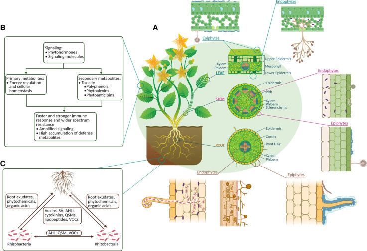 Metabolomics as an emerging tool to study plant-microbe interactions.