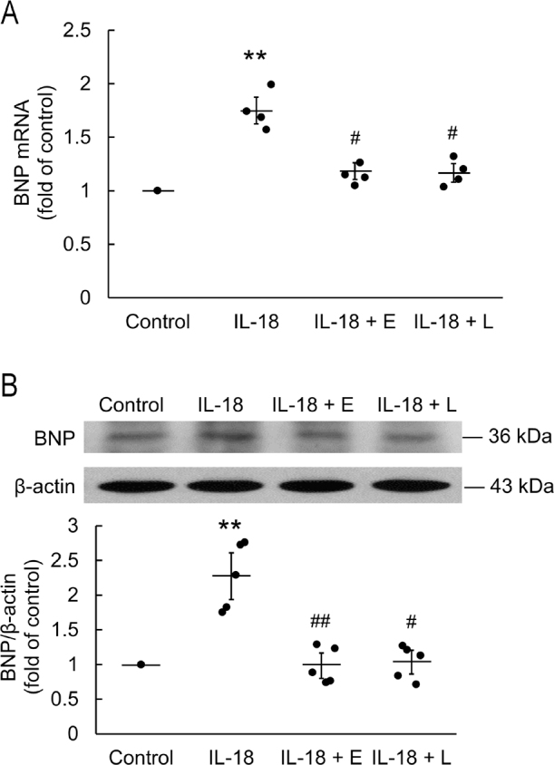 Serotonin receptor subtype-2B signaling is associated with interleukin-18-induced cardiomyoblast hypertrophy in vitro.