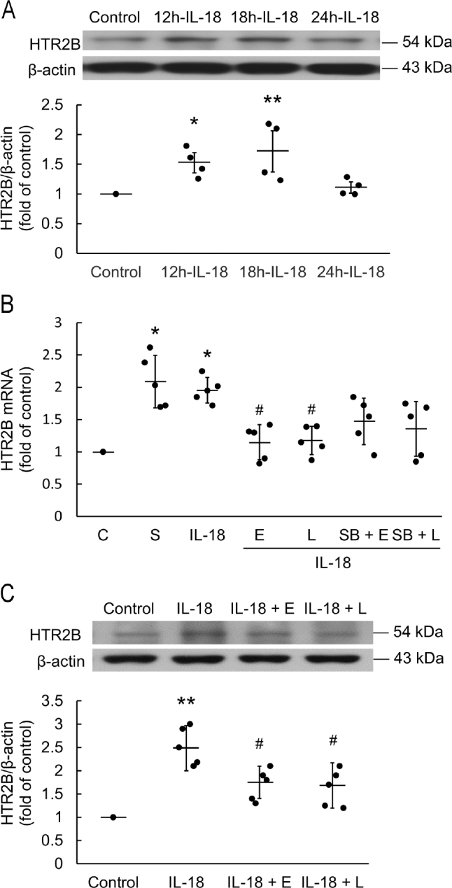 Serotonin receptor subtype-2B signaling is associated with interleukin-18-induced cardiomyoblast hypertrophy in vitro.