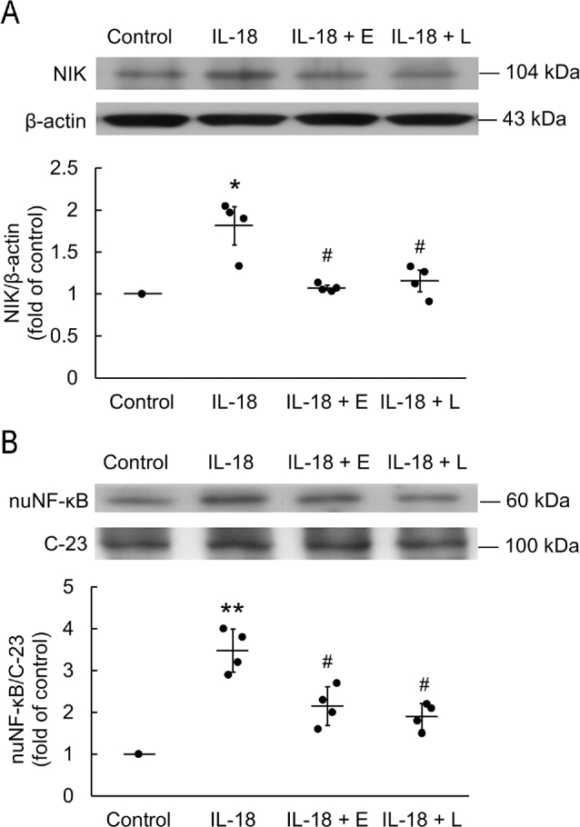 Serotonin receptor subtype-2B signaling is associated with interleukin-18-induced cardiomyoblast hypertrophy in vitro.