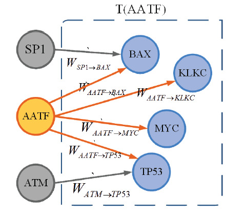 DGRanker: Cancer Driver Gene Detection in Human Transcriptional Regulatory Network.