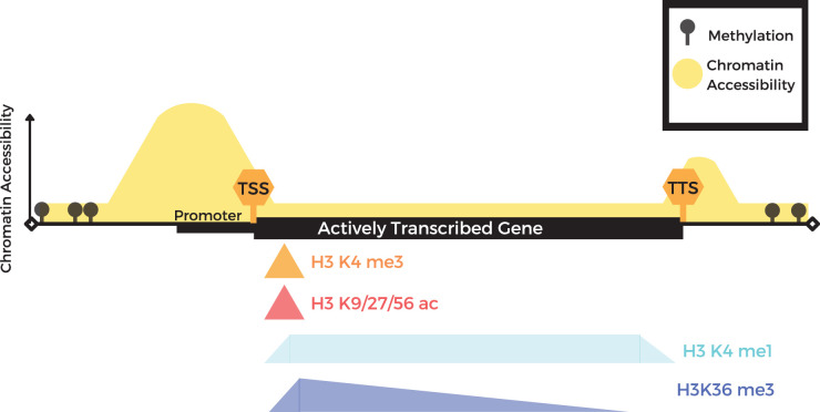 Epigenome guided crop improvement: current progress and future opportunities.