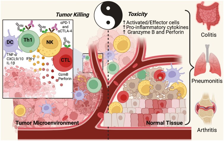 Balancing the good and the bad: controlling immune-related adverse events versus anti-tumor responses in cancer patients treated with immune checkpoint inhibitors.