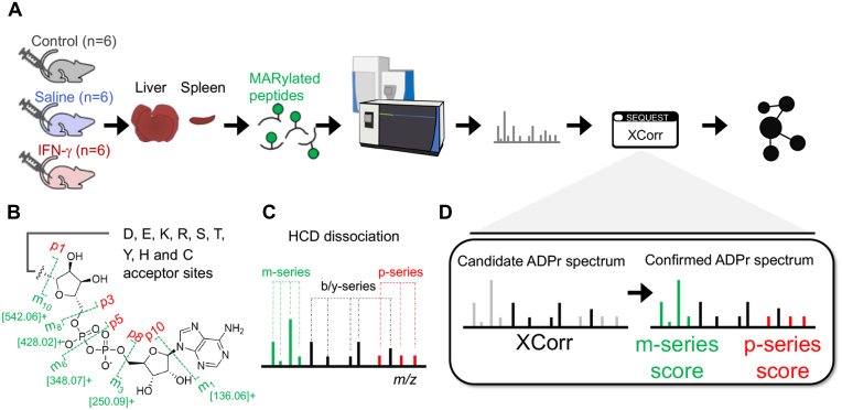 A Novel Spectral Annotation Strategy Streamlines Reporting of Mono-ADP-ribosylated Peptides Derived from Mouse Liver and Spleen in Response to IFN-γ.