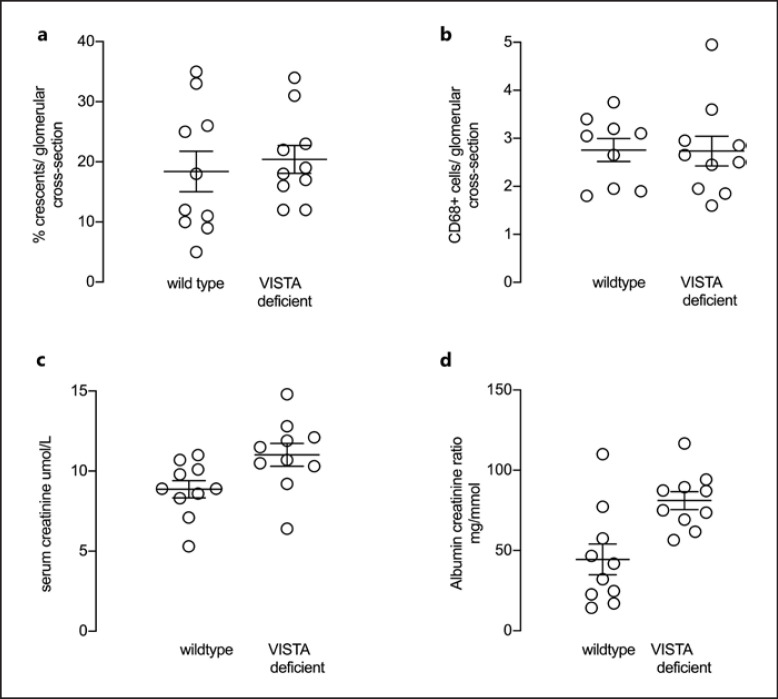 Experimentally Induced Anti-Myeloperoxidase Vasculitis Is Not Attenuated in Factor B or VISTA Deficient Mice.