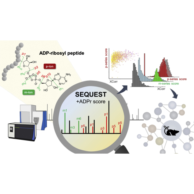 A Novel Spectral Annotation Strategy Streamlines Reporting of Mono-ADP-ribosylated Peptides Derived from Mouse Liver and Spleen in Response to IFN-γ.