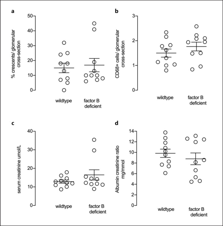 Experimentally Induced Anti-Myeloperoxidase Vasculitis Is Not Attenuated in Factor B or VISTA Deficient Mice.