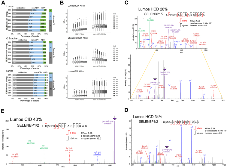 A Novel Spectral Annotation Strategy Streamlines Reporting of Mono-ADP-ribosylated Peptides Derived from Mouse Liver and Spleen in Response to IFN-γ.