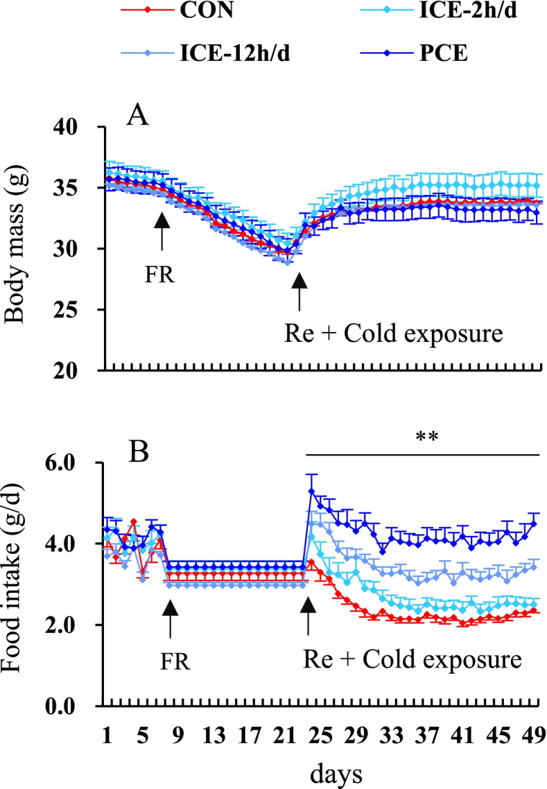 Cold exposure prevents fat accumulation in striped hamsters refed a high-fat diet following food restriction.