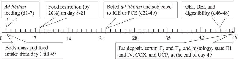 Cold exposure prevents fat accumulation in striped hamsters refed a high-fat diet following food restriction.