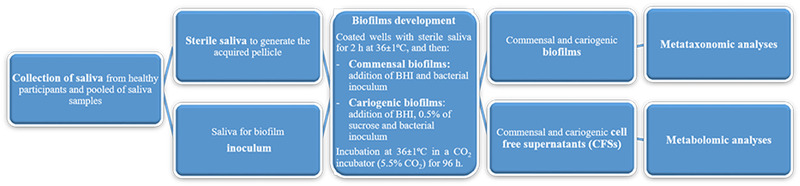 Metataxonomic and metabolomic evidence of biofilm homeostasis disruption related to caries: An in vitro study.