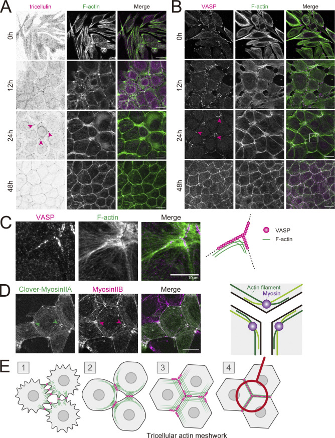 Tricellulin secures the epithelial barrier at tricellular junctions by interacting with actomyosin.