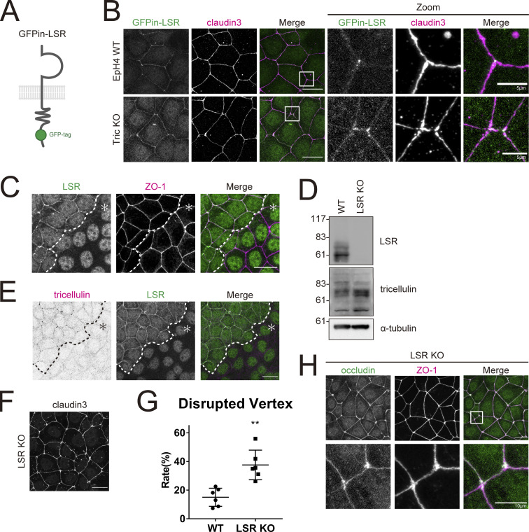 Tricellulin secures the epithelial barrier at tricellular junctions by interacting with actomyosin.