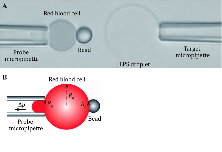 Measuring the elasticity of liquid-liquid phase separation droplets with biomembrane force probe.