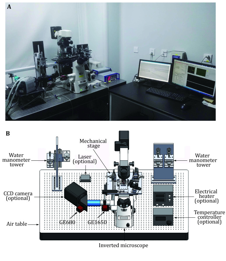 Measuring the elasticity of liquid-liquid phase separation droplets with biomembrane force probe.