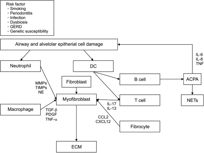 Recent Advances in Basic and Clinical Aspects of Rheumatoid Arthritis-associated Interstitial Lung Diseases.