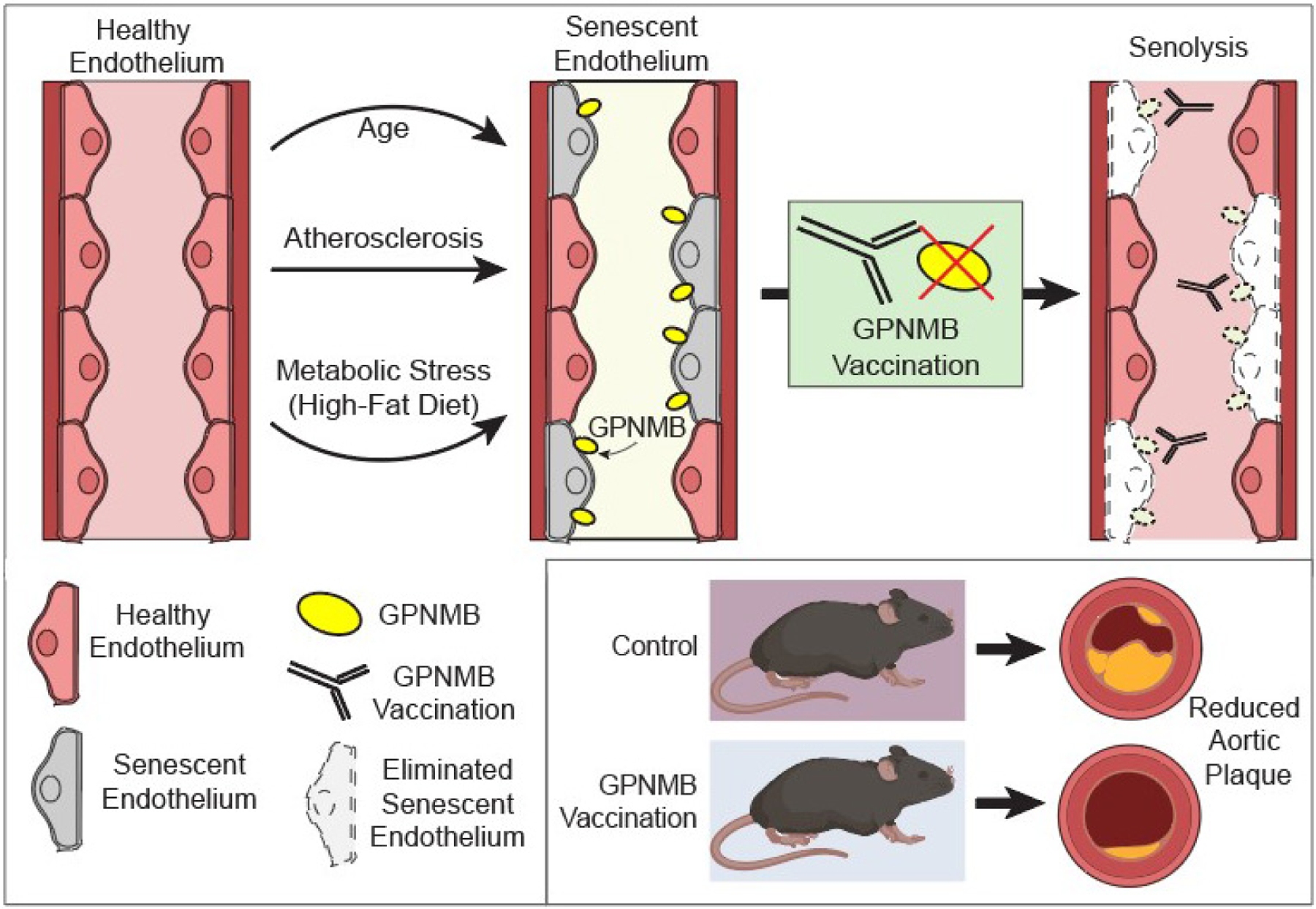 Senolytic vaccination: a new mandate for cardiovascular health?