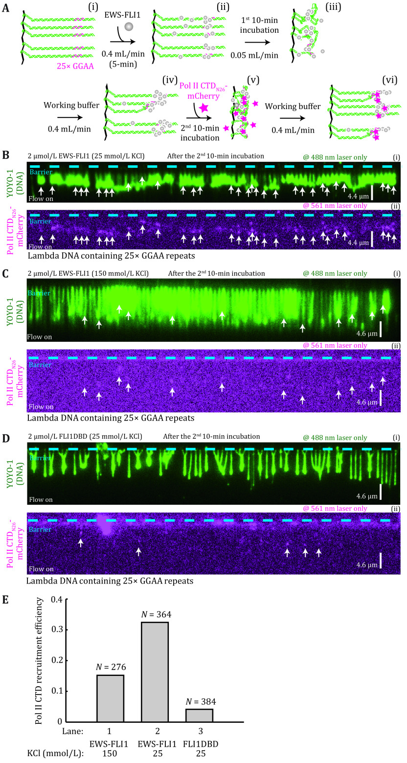 Visualizing carboxyl-terminal domain of RNA polymerase II recruitment by FET fusion protein condensates with DNA curtains.