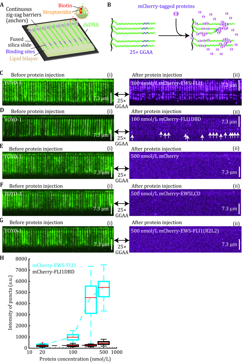 Visualizing carboxyl-terminal domain of RNA polymerase II recruitment by FET fusion protein condensates with DNA curtains.