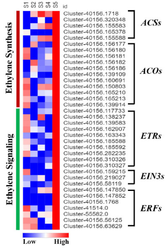 Comparative Transcriptome Analysis of Flower Senescence of <i>Camellia lutchuensis</i>.
