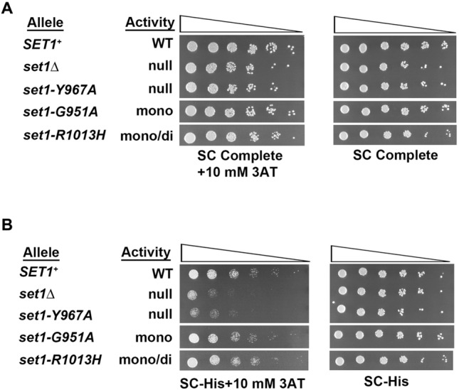 Histone 3 lysine 4 monomethylation supports activation of transcription in S. cerevisiae during nutrient stress.