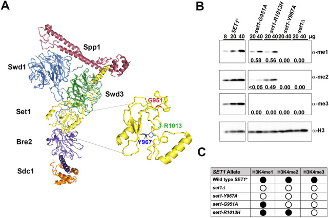 Histone 3 lysine 4 monomethylation supports activation of transcription in S. cerevisiae during nutrient stress.