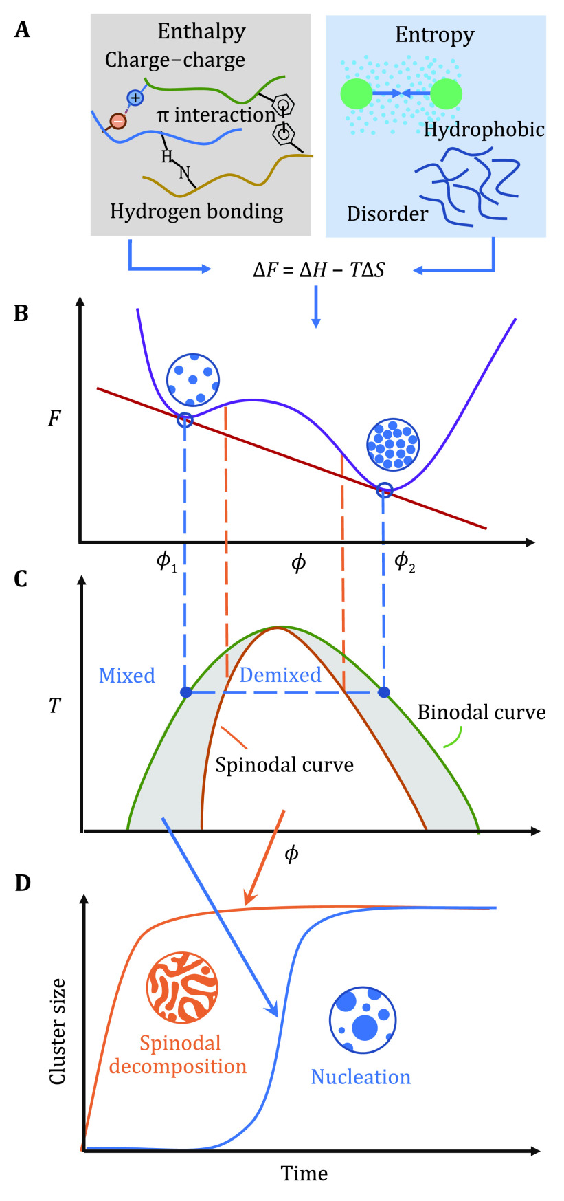 Theoretical modelling of liquid-liquid phase separation: from particle-based to field-based simulation.