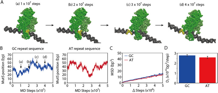 Coarse-grained molecular dynamics simulations of base-pair mismatch recognition protein MutS sliding along DNA.