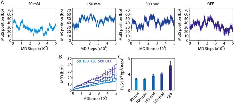 Coarse-grained molecular dynamics simulations of base-pair mismatch recognition protein MutS sliding along DNA.