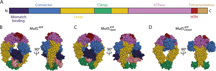 Coarse-grained molecular dynamics simulations of base-pair mismatch recognition protein MutS sliding along DNA.