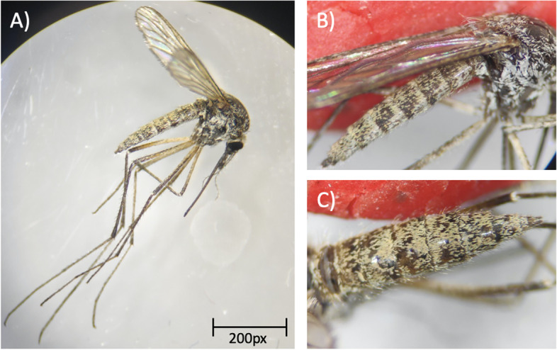 Confirmed presence of aedes (rusticoidus) refiki Medschid, 1928 in a continental dry Mediterranean peri-urban environment in south-central Spain.