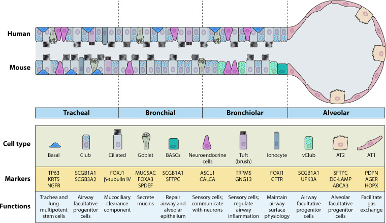 SARS-CoV-2 Infection and Lung Regeneration.