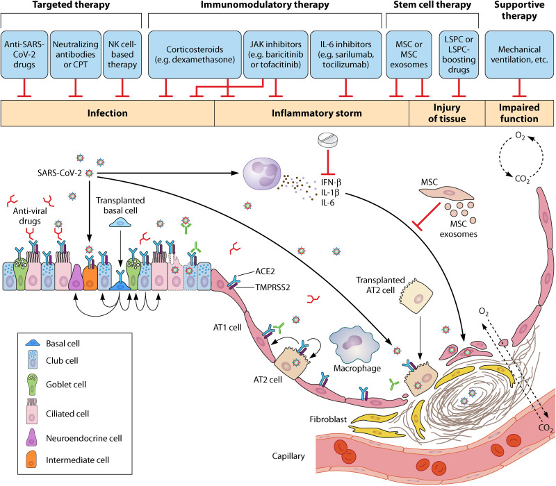 SARS-CoV-2 Infection and Lung Regeneration.