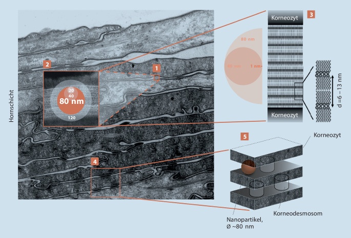 [Nano is big! : Facts and myths about nanoparticulate UV filters].