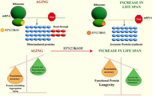 Thermophiles reveal the clues to longevity: precise protein synthesis.