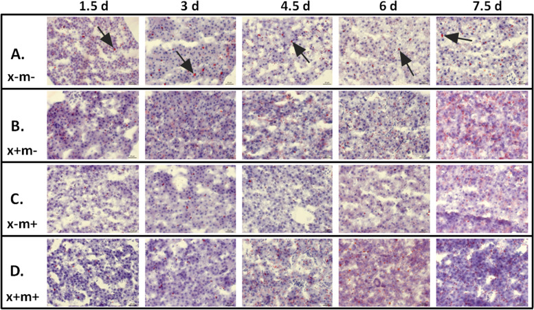 Identification of novel lipid biomarkers in xmrk- and Myc-induced models of hepatocellular carcinoma in zebrafish.