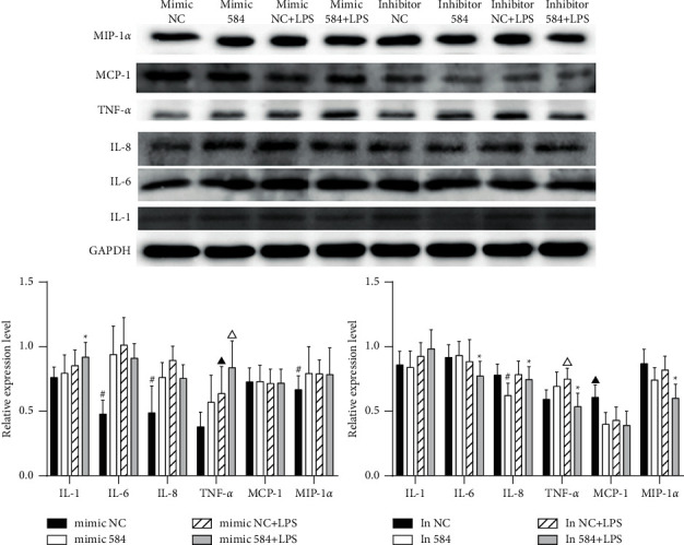 Role of miR-584-5p in Lipopolysaccharide-Stimulated Human Bronchial Epithelial Cell Inflammation and Apoptosis.