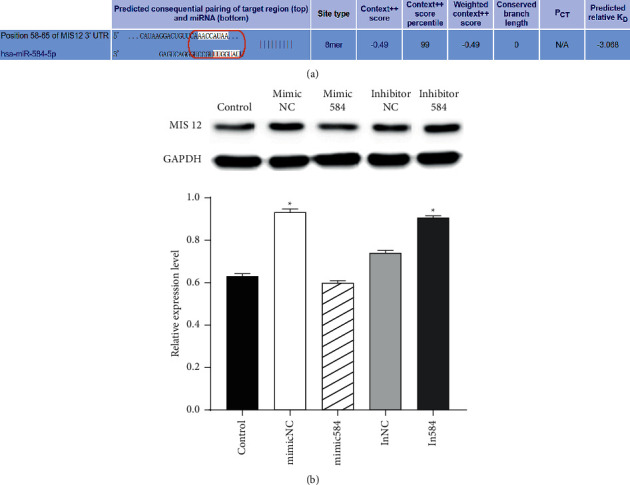 Role of miR-584-5p in Lipopolysaccharide-Stimulated Human Bronchial Epithelial Cell Inflammation and Apoptosis.