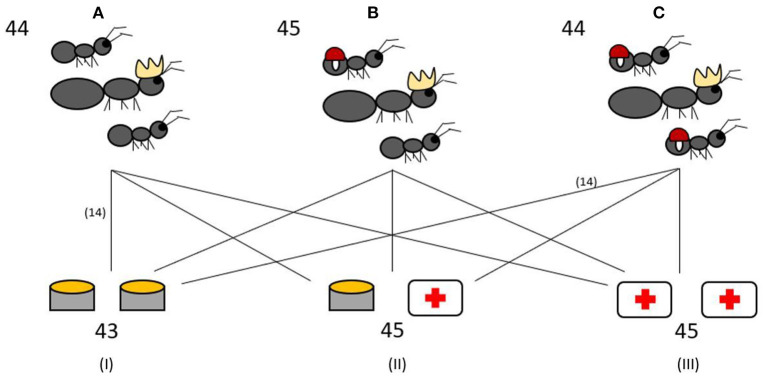 Pathogen Prevalence Modulates Medication Behavior in Ant <i>Formica fusca</i>.