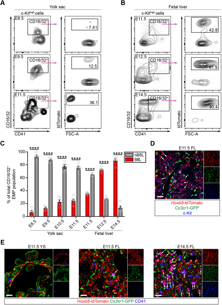 Defining the Hoxb8 cell lineage during murine definitive hematopoiesis.