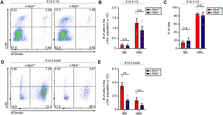 Defining the Hoxb8 cell lineage during murine definitive hematopoiesis.