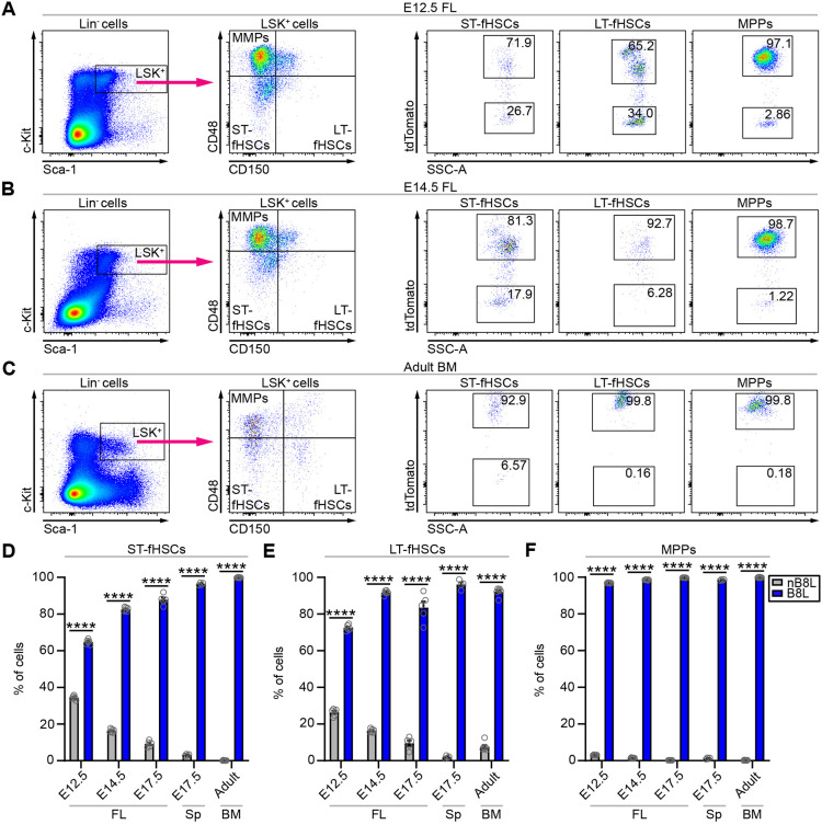 Defining the Hoxb8 cell lineage during murine definitive hematopoiesis.