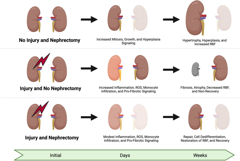 Permissive azotemia during acute kidney injury enables more rapid renal recovery and less renal fibrosis: a hypothesis and clinical development plan.