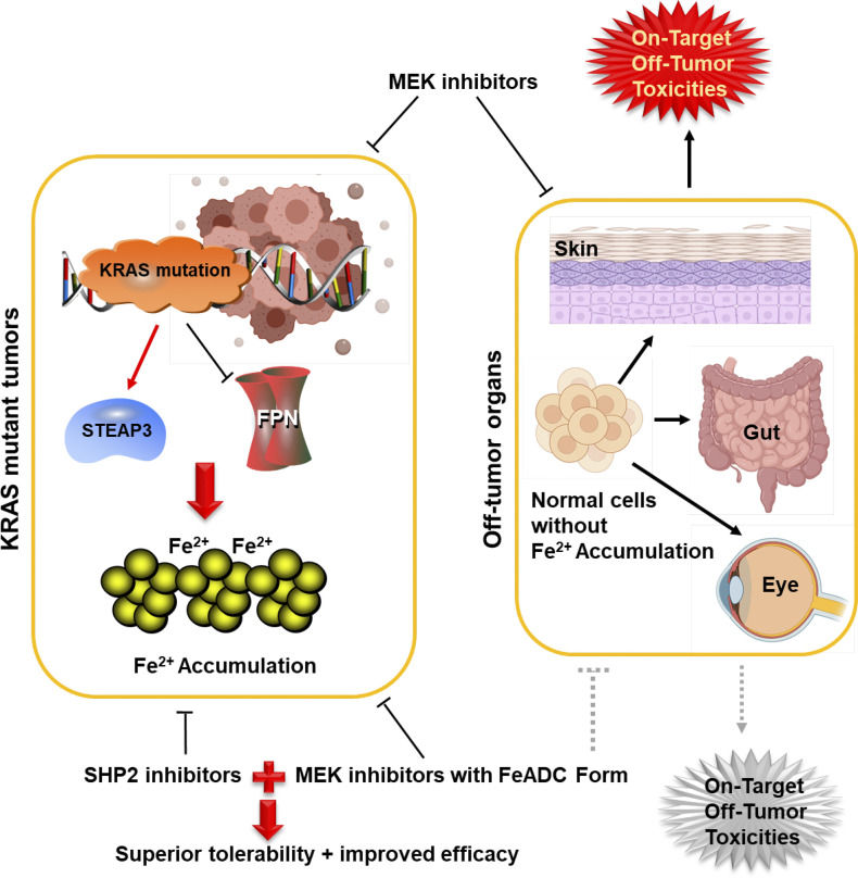 Iron out KRAS-driven cancer.
