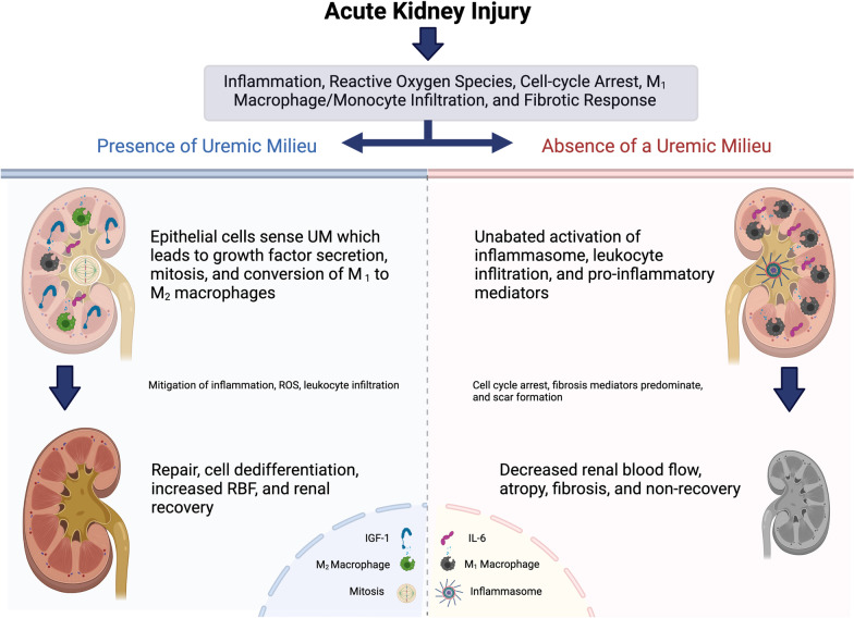 Permissive azotemia during acute kidney injury enables more rapid renal recovery and less renal fibrosis: a hypothesis and clinical development plan.