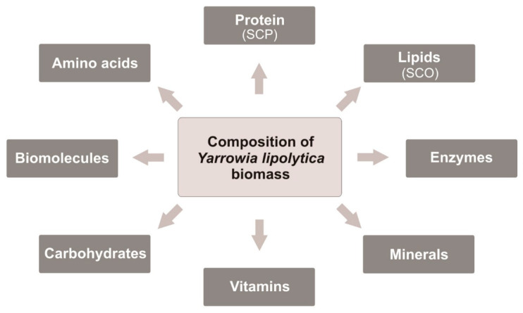 <i>Yarrowia lipolytica</i> as an Alternative and Valuable Source of Nutritional and Bioactive Compounds for Humans.